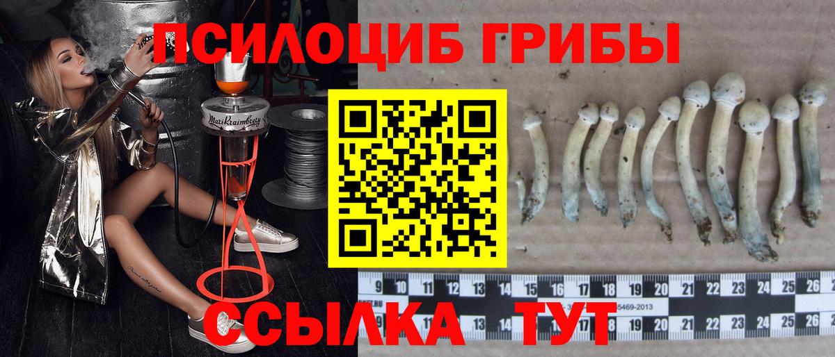 Галлюциногенные грибы Cubensis Волгодонск
